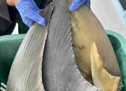 Bebas HPIK, Sirip Ikan Hiu Diterbitkan Sertifikat Kesehatan