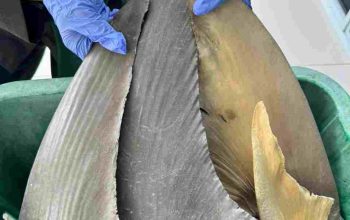 Bebas HPIK, Sirip Ikan Hiu Diterbitkan Sertifikat Kesehatan