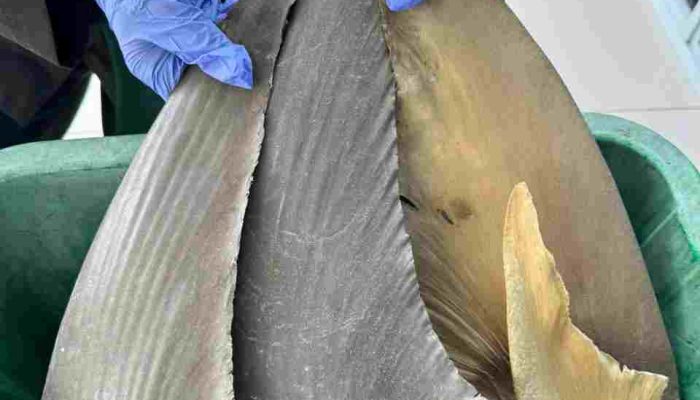 Bebas HPIK, Sirip Ikan Hiu Diterbitkan Sertifikat Kesehatan