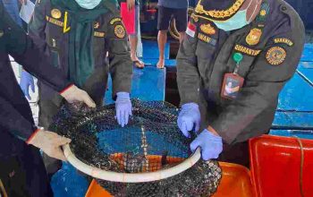 Ekspor Ikan Natuna Tembus 1,2 Miliar Rupiah, Karantina Kepri : Semua Dalam Keadaan Sehat