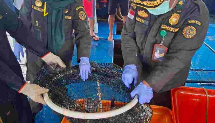 Ekspor Ikan Natuna Tembus 1,2 Miliar Rupiah, Karantina Kepri : Semua Dalam Keadaan Sehat
