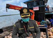 Bibit Kelapa Unggul Natuna Kian Diminati, Karantina Kepri Kawal Pengiriman 80.000 Butir ke Bintan