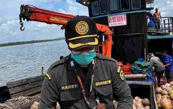 Bibit Kelapa Unggul Natuna Kian Diminati, Karantina Kepri Kawal Pengiriman 80.000 Butir ke Bintan